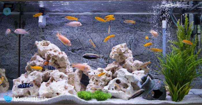 Air-Powered Aquarium Decorations: Enhance Your Tanks Life