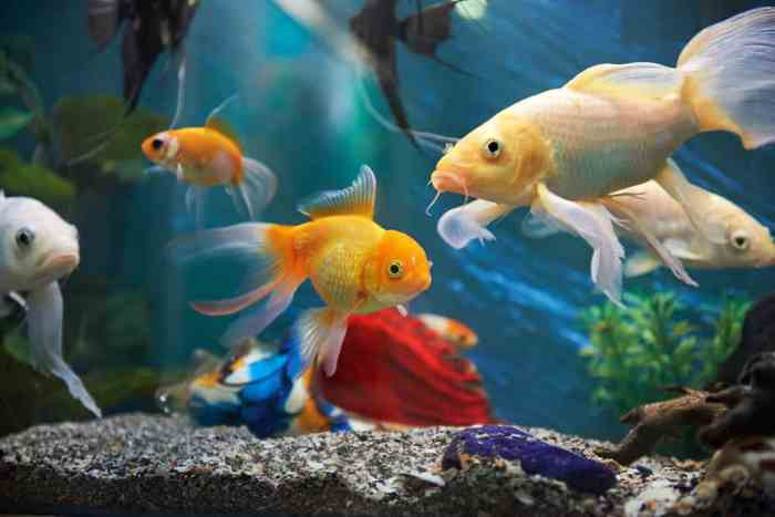 Can Goldfish Live with Tropical Fish? A Guide to Compatibility