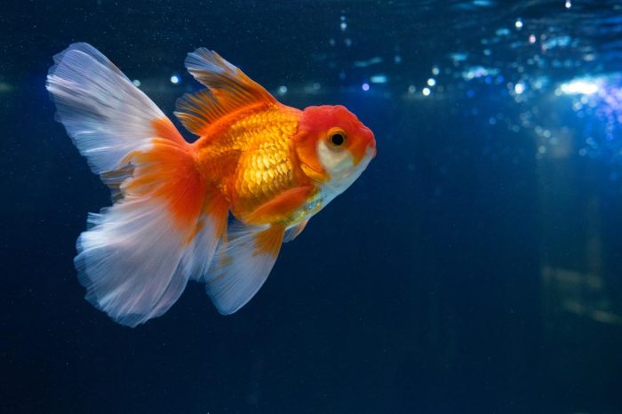 Can Goldfish Survive in Saltwater? A Look at Their Limits