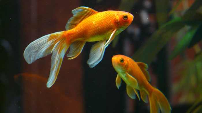 Can goldfish live with other goldfish