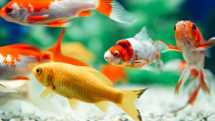 Can Goldfish Live in Well Water? A Guide to Water Quality and Safety