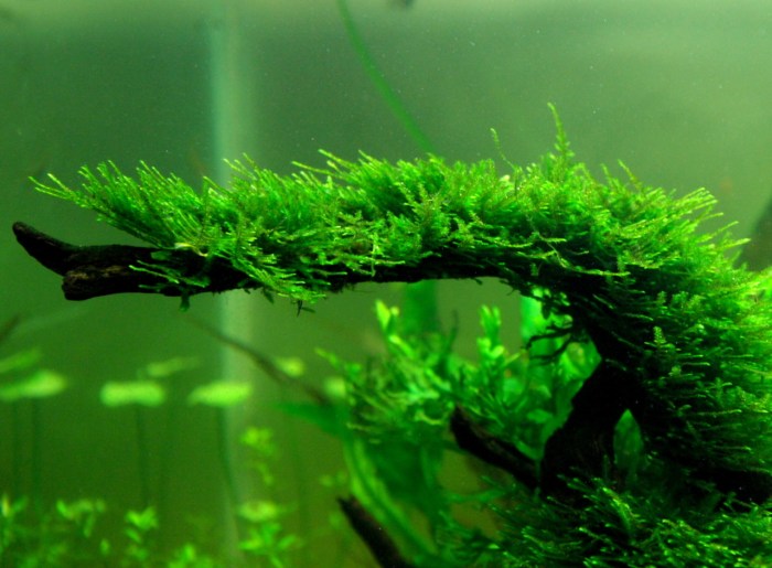 How to Grow Java Moss: A Guide for Beginners