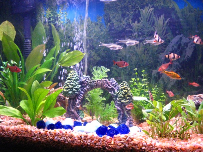 Freshwater aquarium filtration system