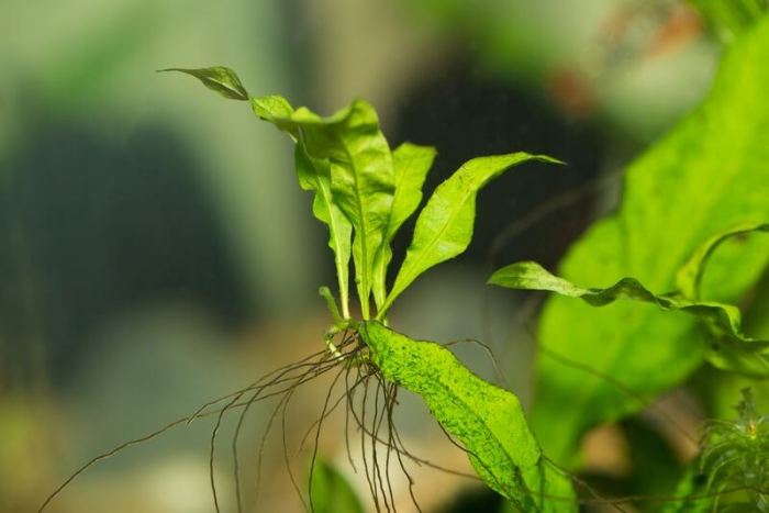 How to propagate java fern