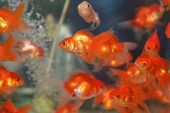 Can goldfish survive in cold water