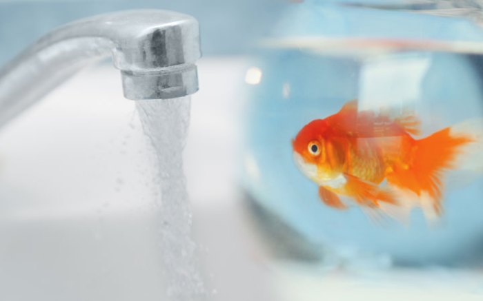 How to Make Tap Water Safe for Fish