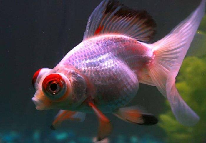 Can Goldfish Eat Dog Food? A Dietary Danger