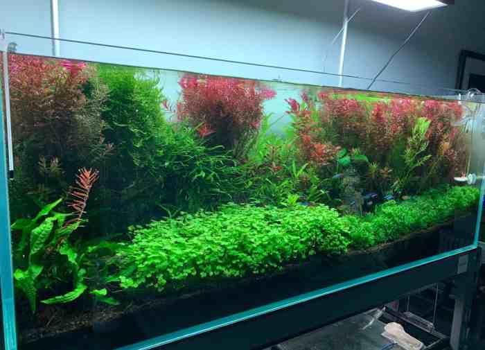 Best Substrate for Planted Aquariums with Fish