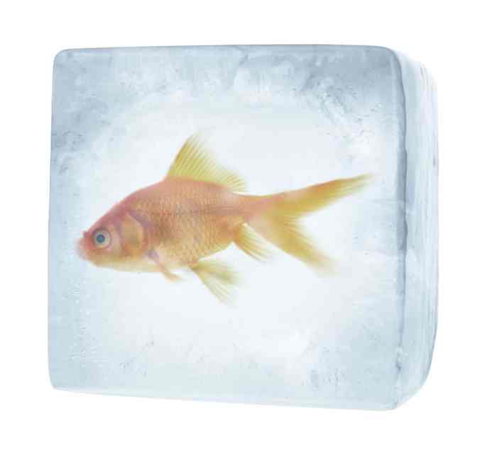 Can Goldfish Survive in Cold Water?