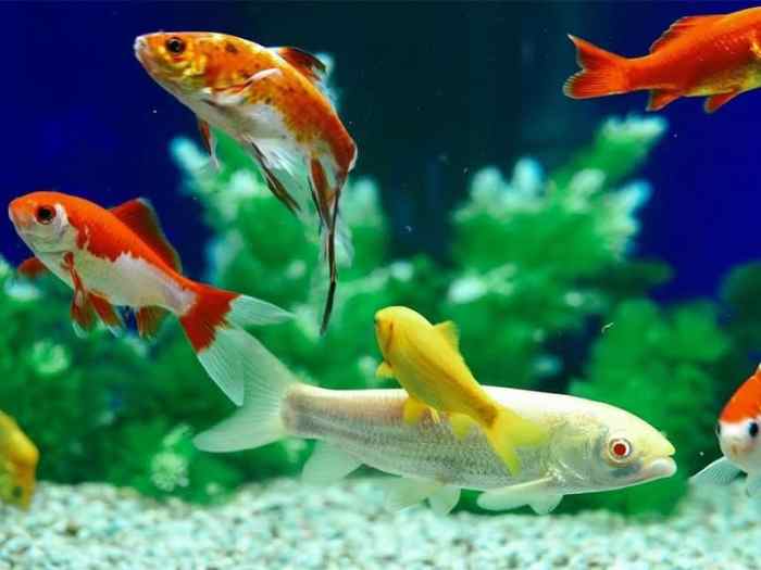 Can goldfish live with tropical fish