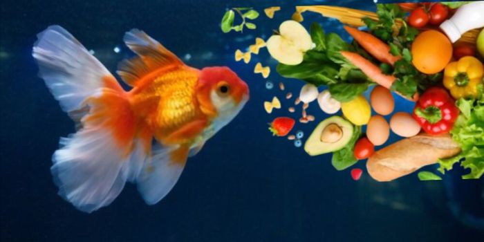 Can goldfish eat vegetables