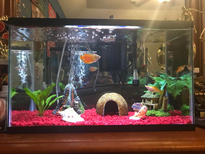 How to Set Up a 10 Gallon Aquarium: A Beginners Guide